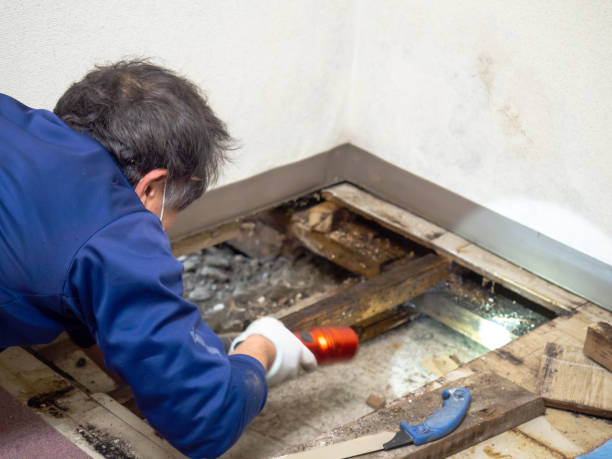 Best Black Mold Removal  in Wellington, OH