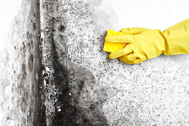 Best Fast Mold Removal  in Wellington, OH