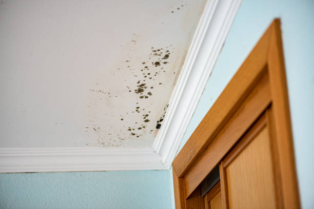 Best Attic Mold Removal  in Wellington, OH