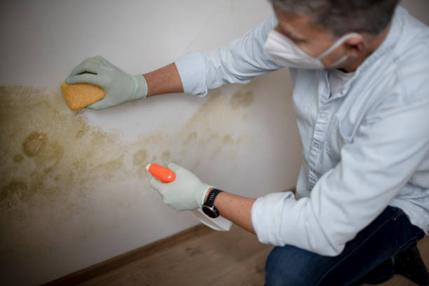 Home Mold Removal in Wellington, OH