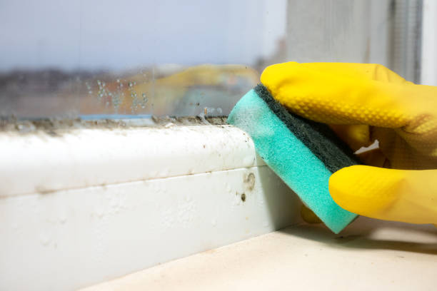 Best Commercial Mold Removal  in Wellington, OH