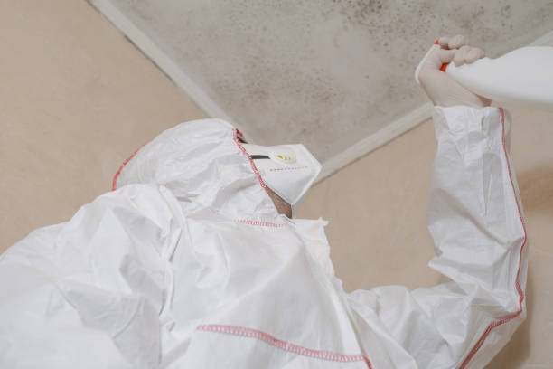 Best Local Mold Removal Service  in Wellington, OH