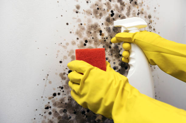 Best Residential Mold Removal  in Wellington, OH