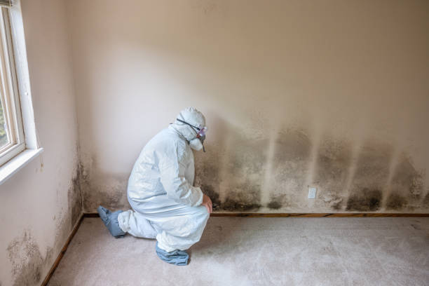 Best Toxic Mold Removal  in Wellington, OH