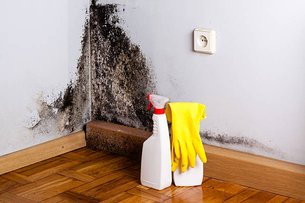 Best Mold Testing  in Wellington, OH