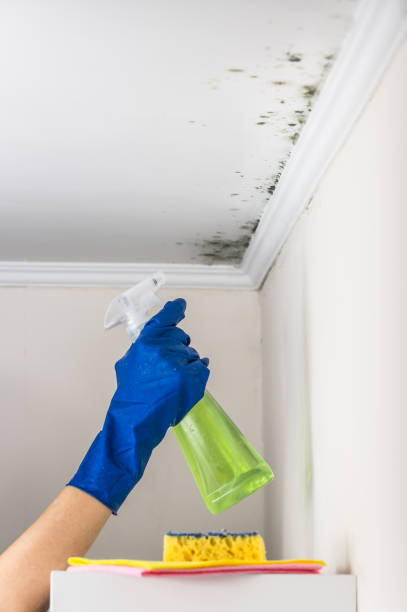 Wellington, OH Mold Removal Company