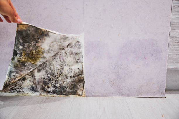 Water Damage Restoration in Wellington, OH